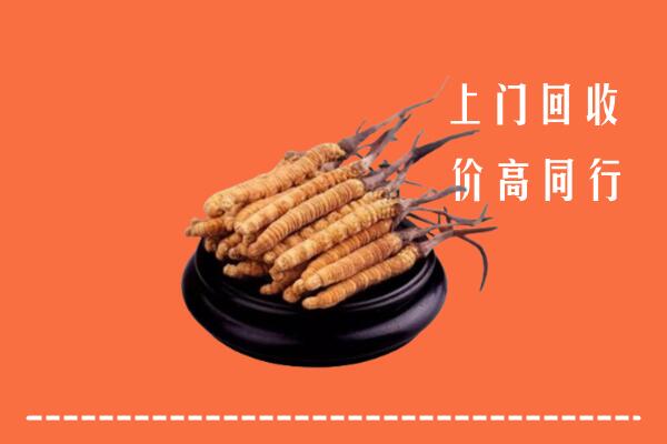 大观区回收散虫草